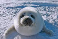 Le Seal