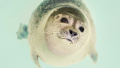 Thumbnail for version as of 08:42, 17 November 2023