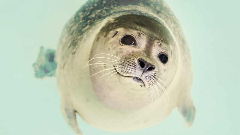 File:SealTest4.jpg