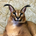 UserAvatar-Floppicus.png