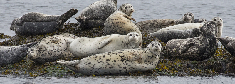 File:UserCover-Seal Enthusiast.jpeg