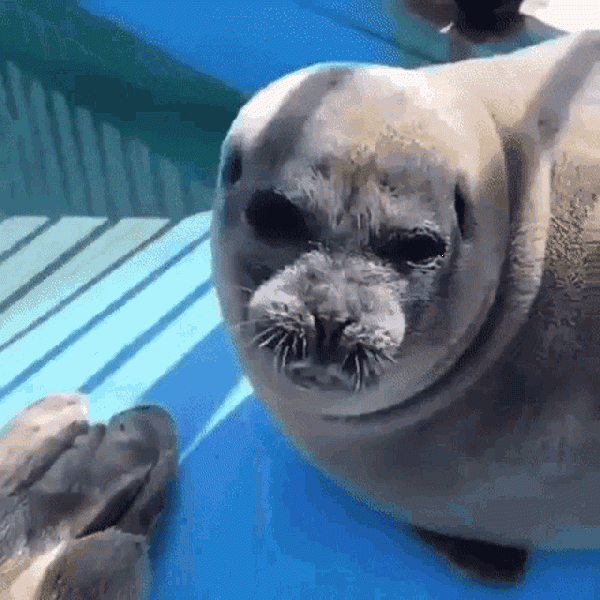 File:Seal-eating-fish-test.gif