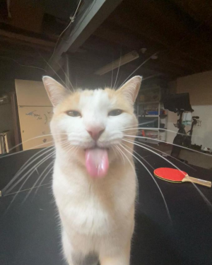 A photo of a silly female cat showing her tongue in front of the camera. She looks as serious as possible.