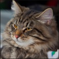 Thumbnail for version as of 20:38, 28 January 2012